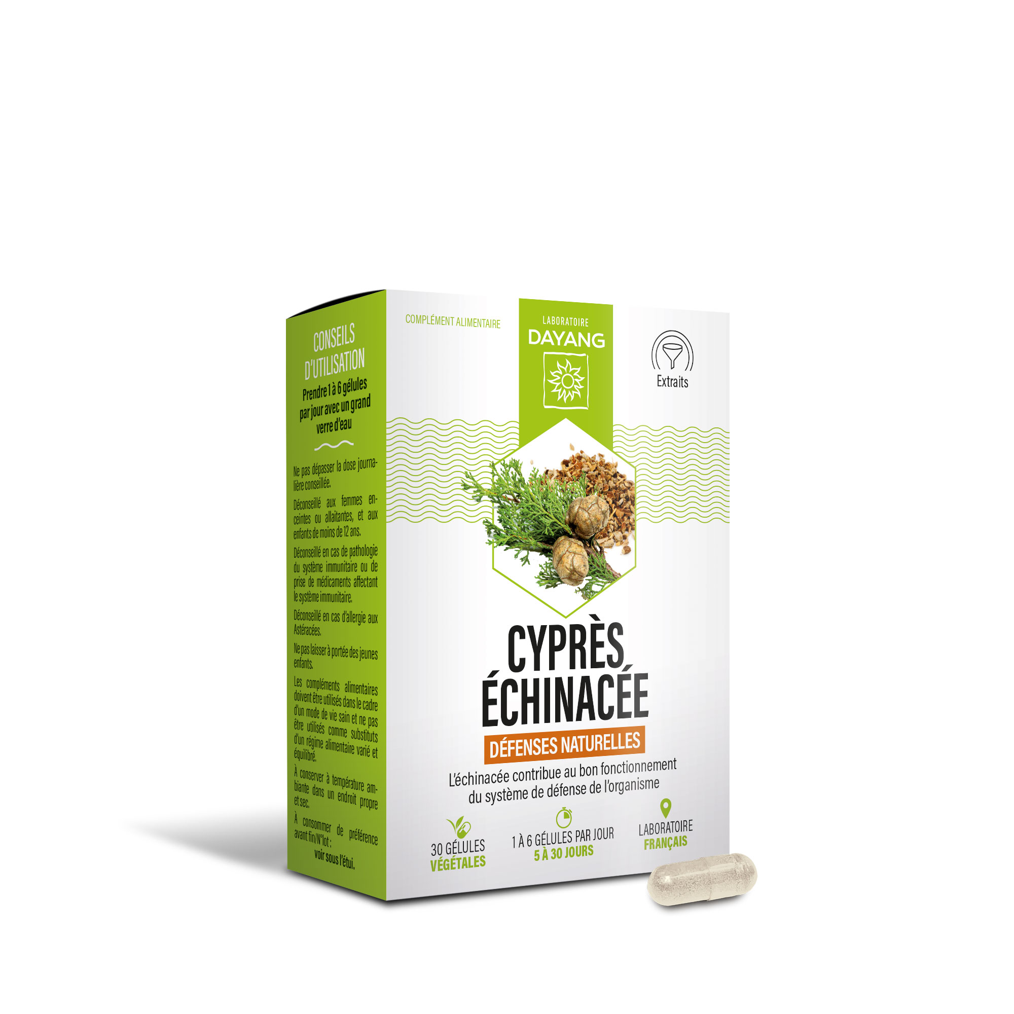 Cyprès Echinacée